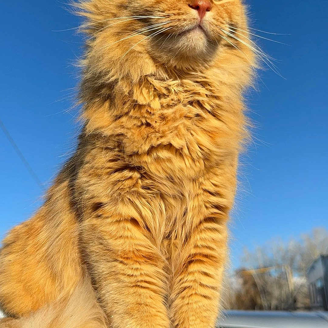 Bruno Mars is registered to the contest to win money with this photo: cat, orange_cat, fluffy, feline, pet, animal, outdoor, sunlight, blue_sky, fur, whiskers, paws, sitting, majestic, nature, close_up, portrait, domestic_cat, cute, alert