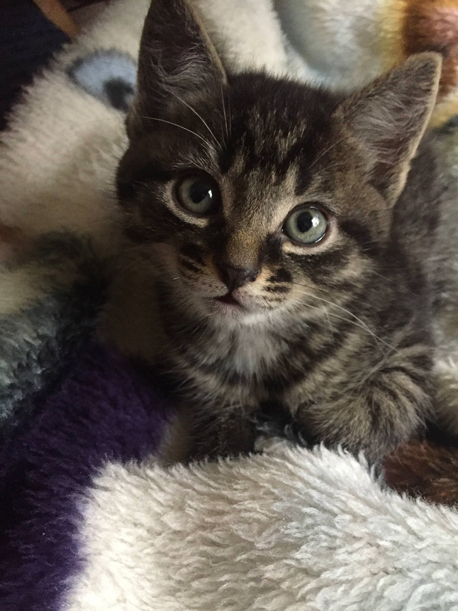 Corail participe au concours pour gagner de l'argent avec cette photo : asian, asian_semi_longhair, british_semi_longhair, carnivore, cat, domestic_long_haired_cat, domestic_short_haired_cat, european_shorthair, felidae, fur, kitten, mammal, nebelung, pixie_bob, polydactyl_cat, small_to_medium_sized_cats, snout, tabby_cat, vertebrate, whiskers