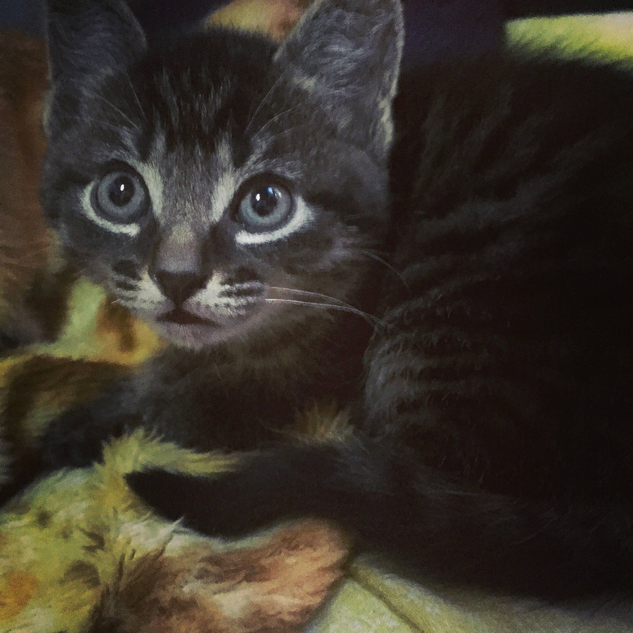 Corail a rejoint le concours — aidez-le/la à gagner de superbes lots ! asian, black_cat, carnivore, cat, domestic_short_haired_cat, european_shorthair, eye, felidae, fur, kitten, mammal, polydactyl_cat, small_to_medium_sized_cats, snout, tabby_cat, whiskers