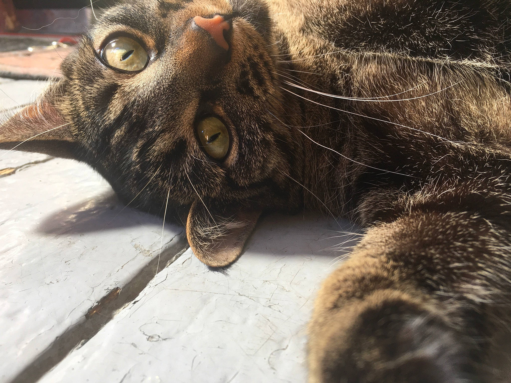 Corail a rejoint le concours — aidez-le/la à gagner de superbes lots ! asian, carnivore, cat, claw, close_up, domestic_short_haired_cat, dragon_li, european_shorthair, eye, felidae, fur, german_rex, mouth, nose, organ, small_to_medium_sized_cats, snout, tabby_cat, whiskers, wild_cat