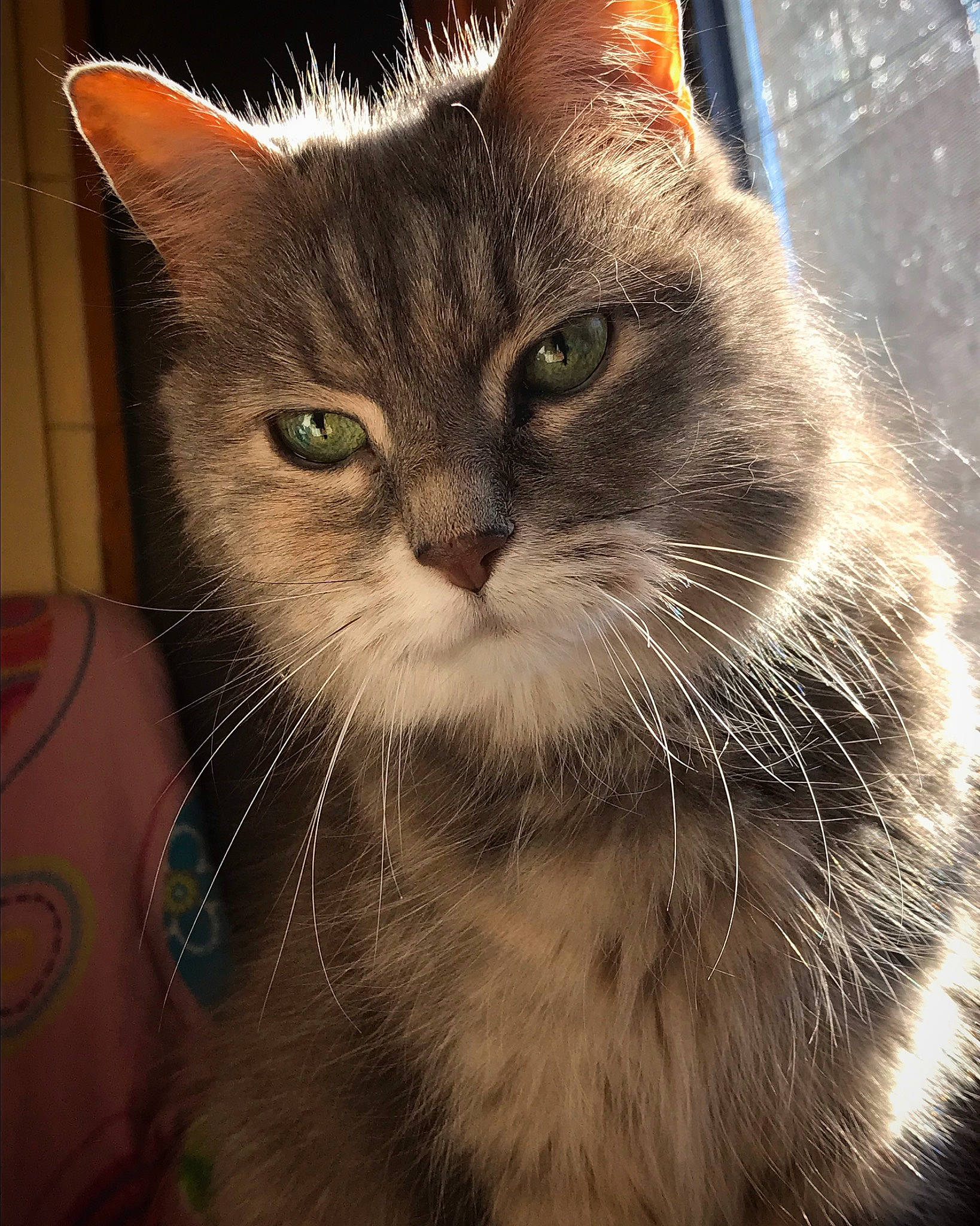 Crystale participe au concours pour gagner de l'argent avec cette photo : box, carnivore, cat, domestic_short_haired_cat, fawn, felidae, fur, mouse, paw, photo_caption, small_to_medium_sized_cats, snout, square, terrestrial_animal, whiskers, window