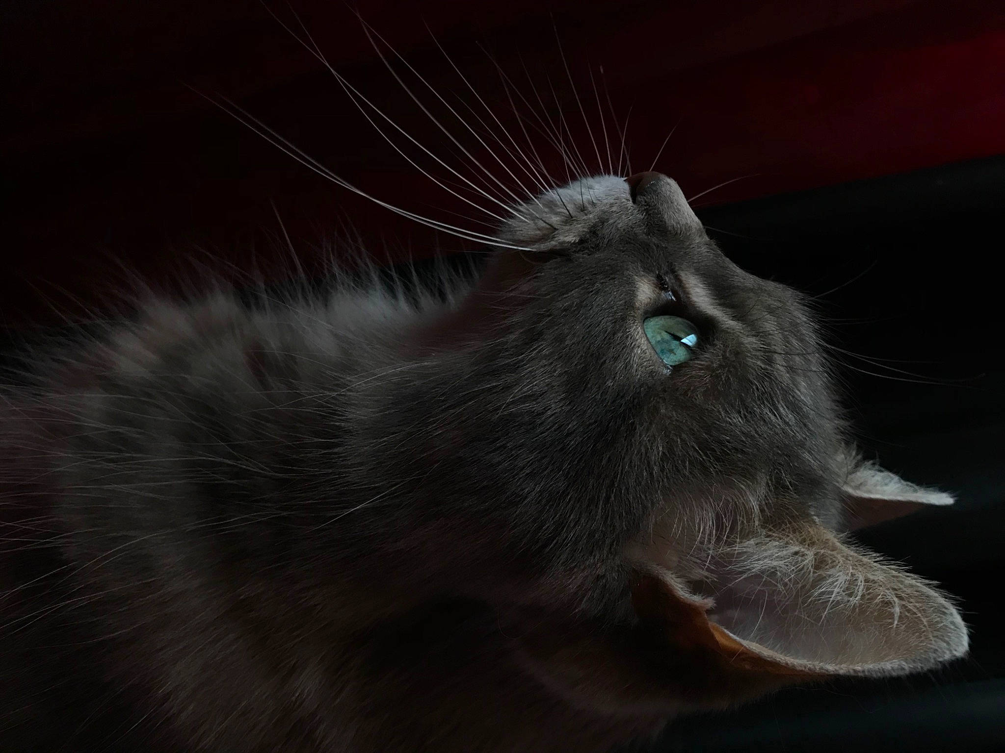 Crystale participe au concours pour gagner de l'argent avec cette photo : black_cat, carnivore, cat, chartreux, claw, darkness, domestic_short_haired_cat, eye, felidae, fur, grey, head, human_body, paw, small_to_medium_sized_cats, snout, tail, whiskers, wildlife