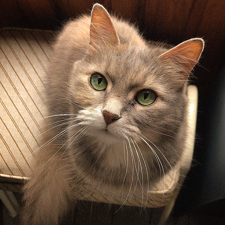 Crystale a rejoint le concours — aidez-le/la à gagner de superbes lots ! british_longhair, carnivore, cat, domestic_short_haired_cat, eye, fawn, felidae, fur, small_to_medium_sized_cats, terrestrial_animal, whiskers, wood