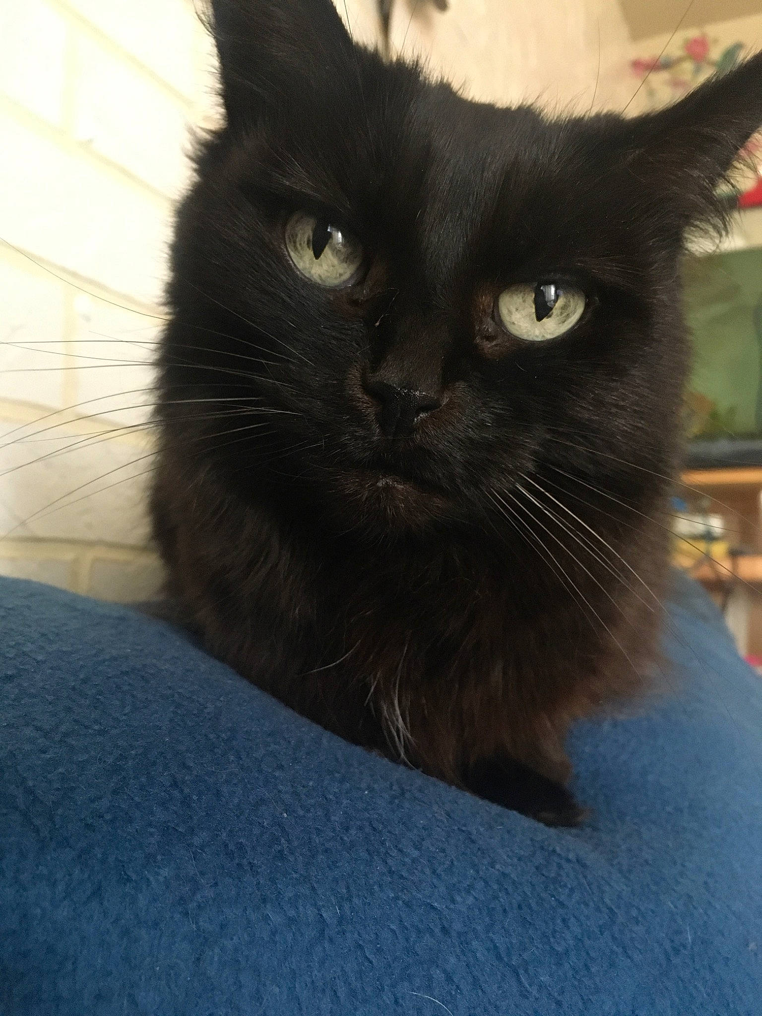 Jade participe au concours pour gagner de l'argent avec cette photo : asian, asian_semi_longhair, black_cat, bombay, british_semi_longhair, burmese, carnivore, cat, domestic_long_haired_cat, domestic_short_haired_cat, eye, felidae, fur, mammal, nebelung, small_to_medium_sized_cats, snout, vertebrate, whiskers