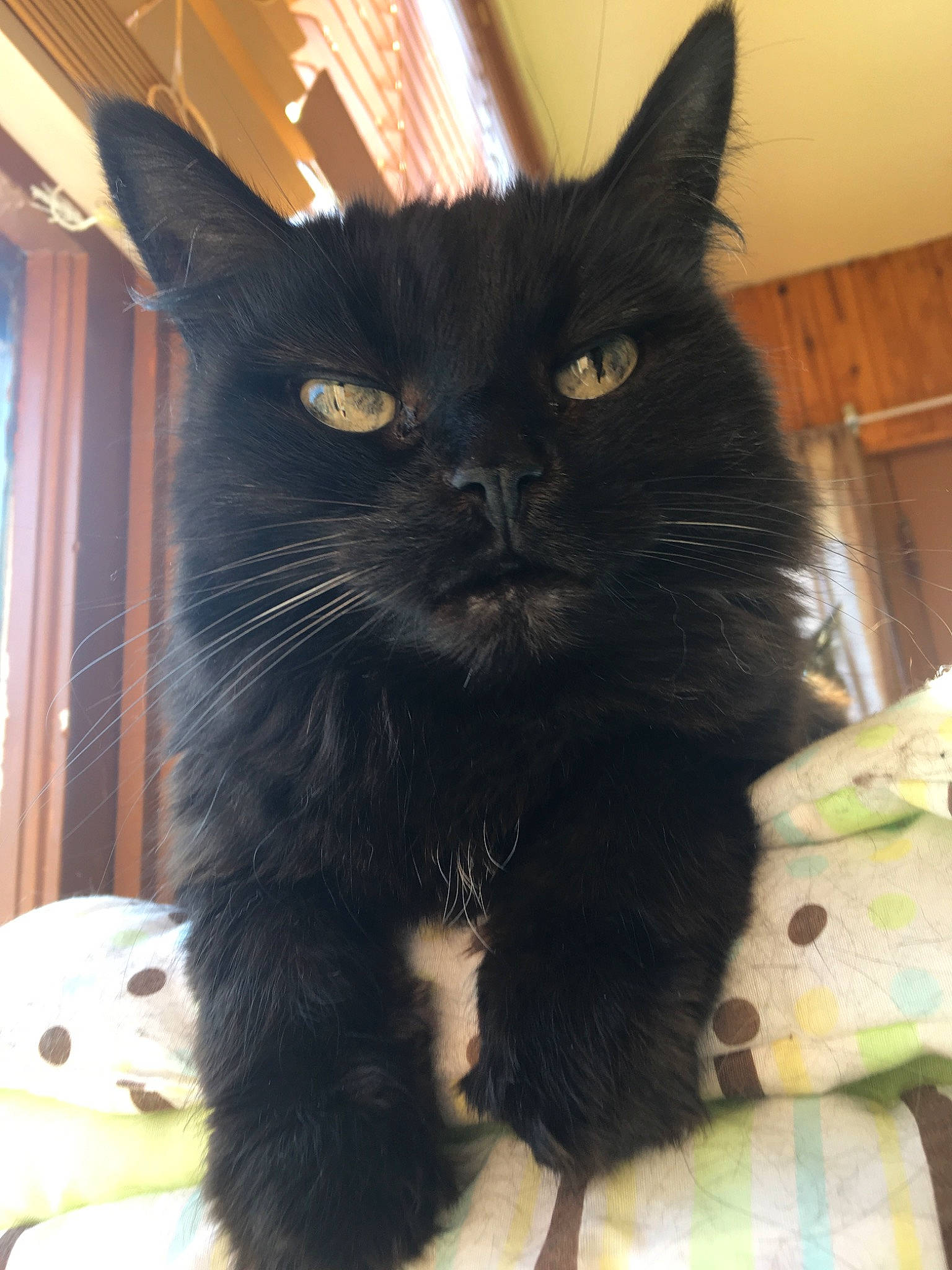 Jade participe au concours pour gagner de l'argent avec cette photo : asian, black, black_cat, bombay, carnivore, cat, domestic_long_haired_cat, domestic_short_haired_cat, eye, felidae, fur, kitten, mammal, nebelung, polydactyl_cat, small_to_medium_sized_cats, snout, tail, vertebrate, whiskers