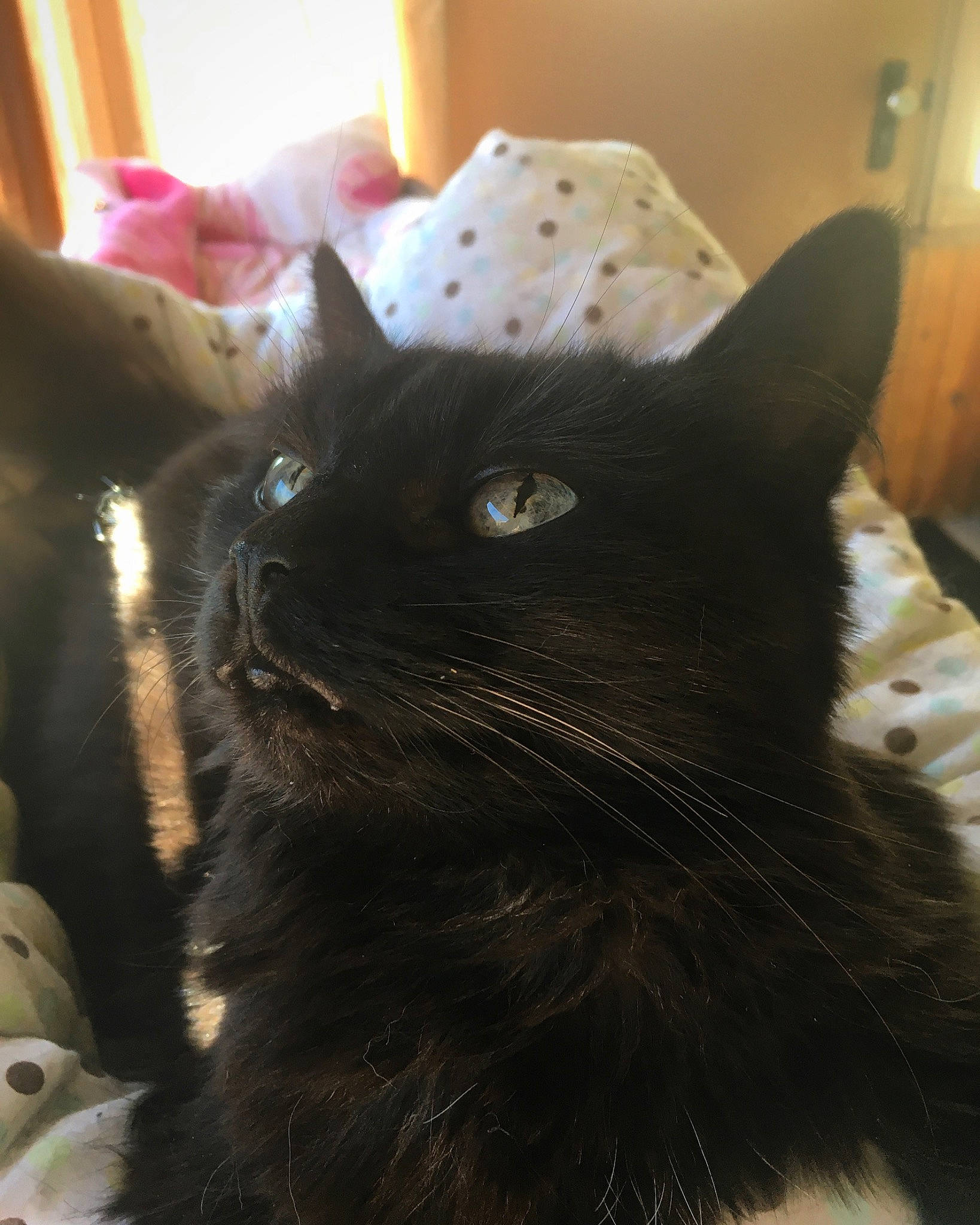 Jade participe au concours pour gagner de l'argent avec cette photo : asian, black, black_cat, bombay, burmese, carnivore, cat, domestic_short_haired_cat, ear, eye, felidae, fur, mammal, small_to_medium_sized_cats, snout, whiskers