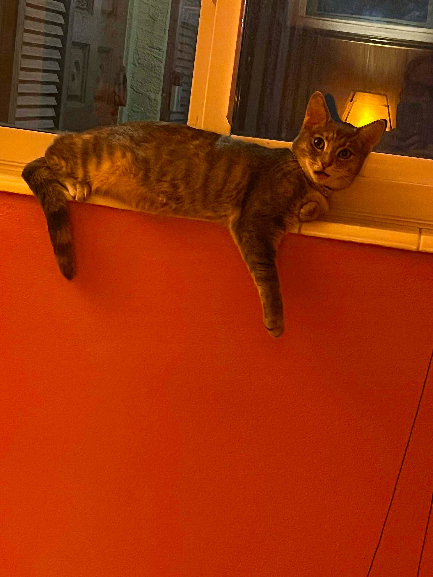 Lady is registered to the contest to win money with this photo: amber, carnivore, cat, claw, domestic_short_haired_cat, door, fawn, felidae, flooring, fur, hardwood, paw, room, small_to_medium_sized_cats, tail, terrestrial_animal, vertebrate, whiskers, wood