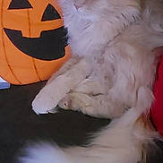 Fluffy is registered to the contest to win money with this photo: animal, cat, companion, cozy, cute, cute_pet, decor, fluffy_cat, fur, halloween, holiday, indoor, jack_o_lantern, pet, plush, pumpkin, relaxed, resting, soft, white_cat