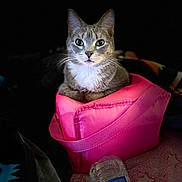 Ryderleeann is registered to the contest to win money with this photo: cat, pink_bag, green_eyes, pet, indoor, cozy, water_bottle, blanket, curious, feline, animal, close_up, portrait, soft_lighting, domestic_cat, resting, cute, whiskers, ears, fur