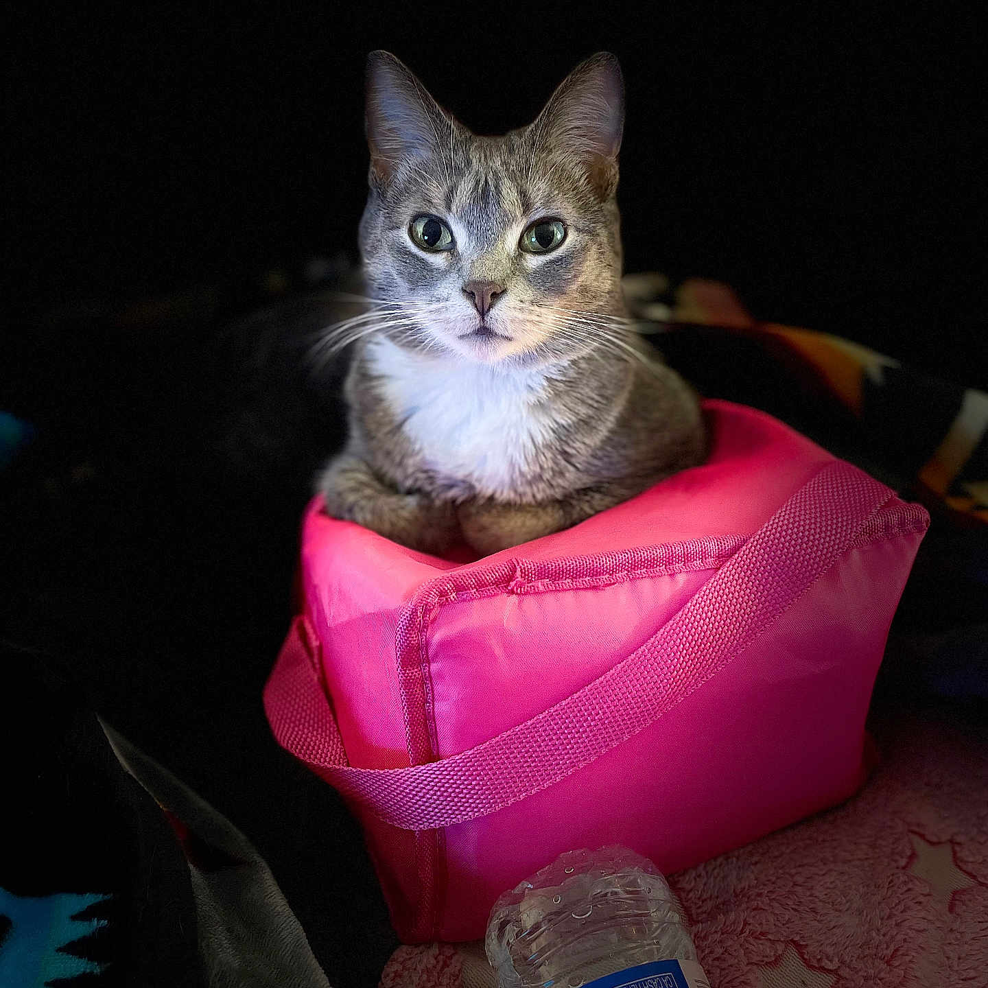 Ryderleeann is registered to the contest to win money with this photo: animal, blanket, cat, close_up, cozy, curious, cute, domestic_cat, ears, feline, fur, green_eyes, indoor, pet, pink_bag, portrait, resting, soft_lighting, water_bottle, whiskers