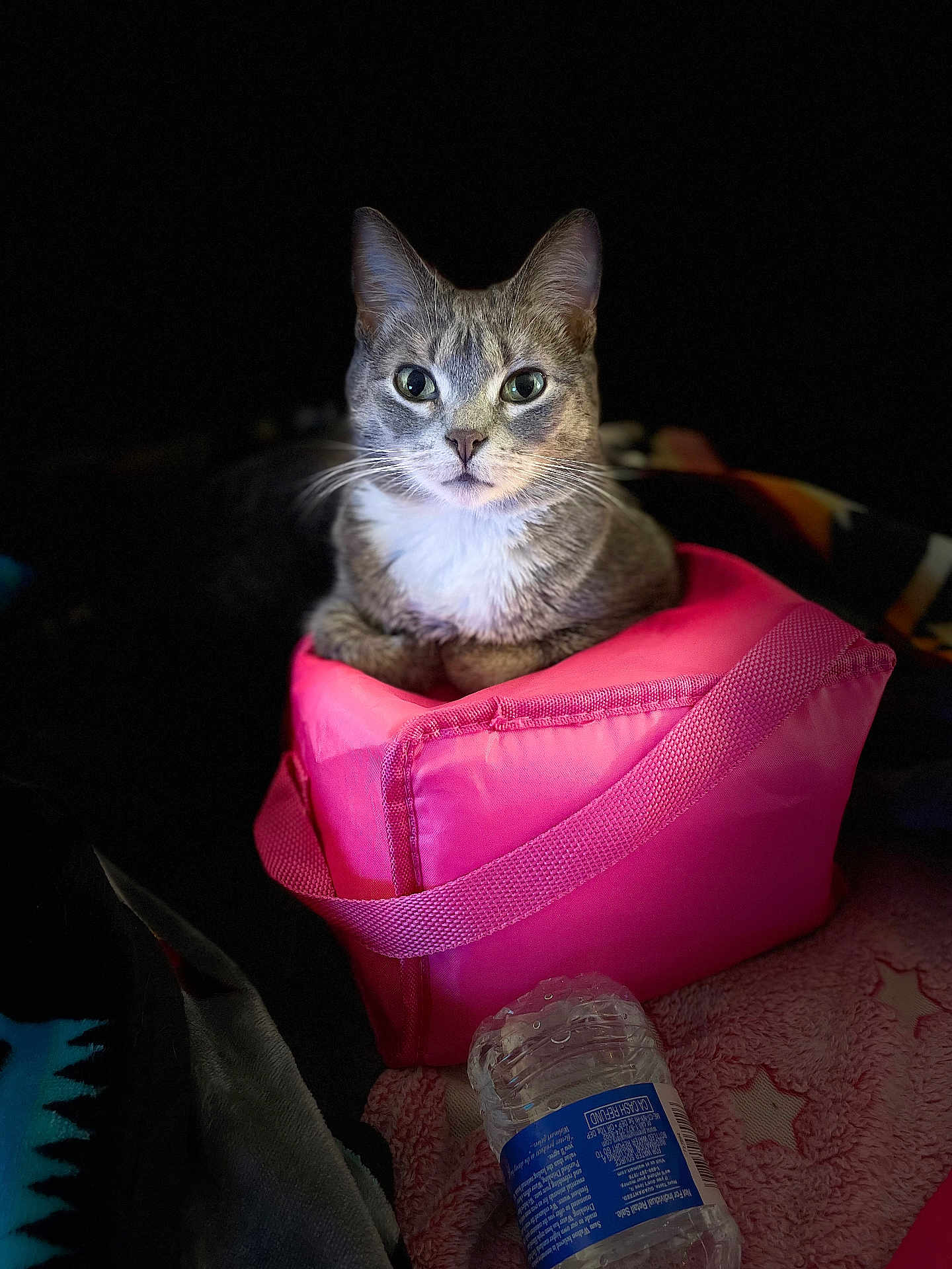 Ryderleeann is registered to the contest to win money with this photo: cat, pink_bag, green_eyes, pet, indoor, cozy, water_bottle, blanket, curious, feline, animal, close_up, portrait, soft_lighting, domestic_cat, resting, cute, whiskers, ears, fur