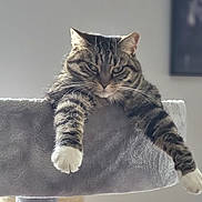 Popette a rejoint le concours — aidez-le/la à gagner de superbes lots ! animal, cat, cat_tree, cute, domestic_cat, feline, fur, gray, household, indoor, mammal, paws, pet, portrait, relaxed, resting, soft, striped, tabby, whiskers