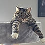 animal, cat, cat_tree, cute, domestic_cat, feline, fur, gray, household, indoor, mammal, paws, pet, portrait, relaxed, resting, soft, striped, tabby, whiskers