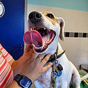 Romeo a rejoint le concours — aidez-le/la à gagner de superbes lots ! dog, pet, tongue_out, happy, smiling, collar, leash, person, hand, watch, striped_shirt, indoor, blue_door, wall_art, table, close_up, canine, animal, friendly, vibrant