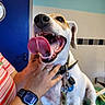 animal, blue_door, canine, close_up, collar, dog, friendly, hand, happy, indoor, leash, person, pet, smiling, striped_shirt, table, tongue_out, vibrant, wall_art, watch