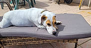 Romeo a rejoint le concours — aidez-le/la à gagner de superbes lots ! dog, white_dog, brown_patches, lounging, outdoor, patio, wicker_chair, cushion, sunlight, tile_floor, relaxed, pet, canine, collar, resting, daylight, furniture, summer, domestic_animal, animal