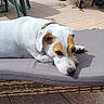 animal, brown_patches, canine, collar, cushion, daylight, dog, domestic_animal, furniture, lounging, outdoor, patio, pet, relaxed, resting, summer, sunlight, tile_floor, white_dog, wicker_chair