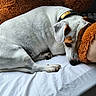 Romeo a rejoint le concours — aidez-le/la à gagner de superbes lots ! dog, white_dog, brown_patch, bed, pillow, stuffed_toy, teddy_bear, resting, indoor, cozy, sleepy, collar, pet, animal, cute, fur, comfort, relaxation, home, soft