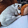 Romeo participe au concours pour gagner de l'argent avec cette photo : dog, white_dog, brown_patch, plush_toy, teddy_bear, bed, resting, collar, indoors, cozy, cute, pet, animal, sleepy, fur, paw, couch, soft, relaxed, companion