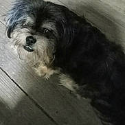 Sonni joined the competition — help win amazing prizes! animal, black_fur, canine, companion, cute, dog, domestic_animal, floorboards, fur, gray_fur, indoor, looking_up, mouth_open, pet, scruffy, shadow, small_dog, standing, whiskers, wooden_floor
