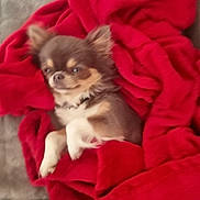 Sweety participe au concours pour gagner de l'argent avec cette photo : dog, chihuahua, small_dog, brown_dog, white_paws, blanket, red_blanket, cozy, pet, fur, relaxed, sleepy, indoor, couch, furniture, animal, companion, cute, resting, soft