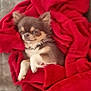dog, chihuahua, small_dog, brown_dog, white_paws, blanket, red_blanket, cozy, pet, fur, relaxed, sleepy, indoor, couch, furniture, animal, companion, cute, resting, soft