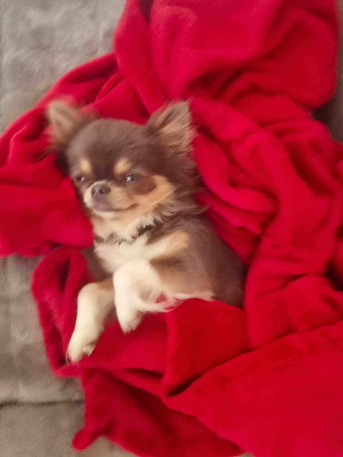 Sweety participe au concours pour gagner de l'argent avec cette photo : dog, chihuahua, small_dog, brown_dog, white_paws, blanket, red_blanket, cozy, pet, fur, relaxed, sleepy, indoor, couch, furniture, animal, companion, cute, resting, soft
