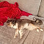 Sweetie participe au concours pour gagner de l'argent avec cette photo : dog, small_dog, lying_down, couch, blanket, red_blanket, grey_blanket, indoor, pet, fur, collar, relaxed, sleeping, canine, furniture, home, cozy, resting, animal, domestic
