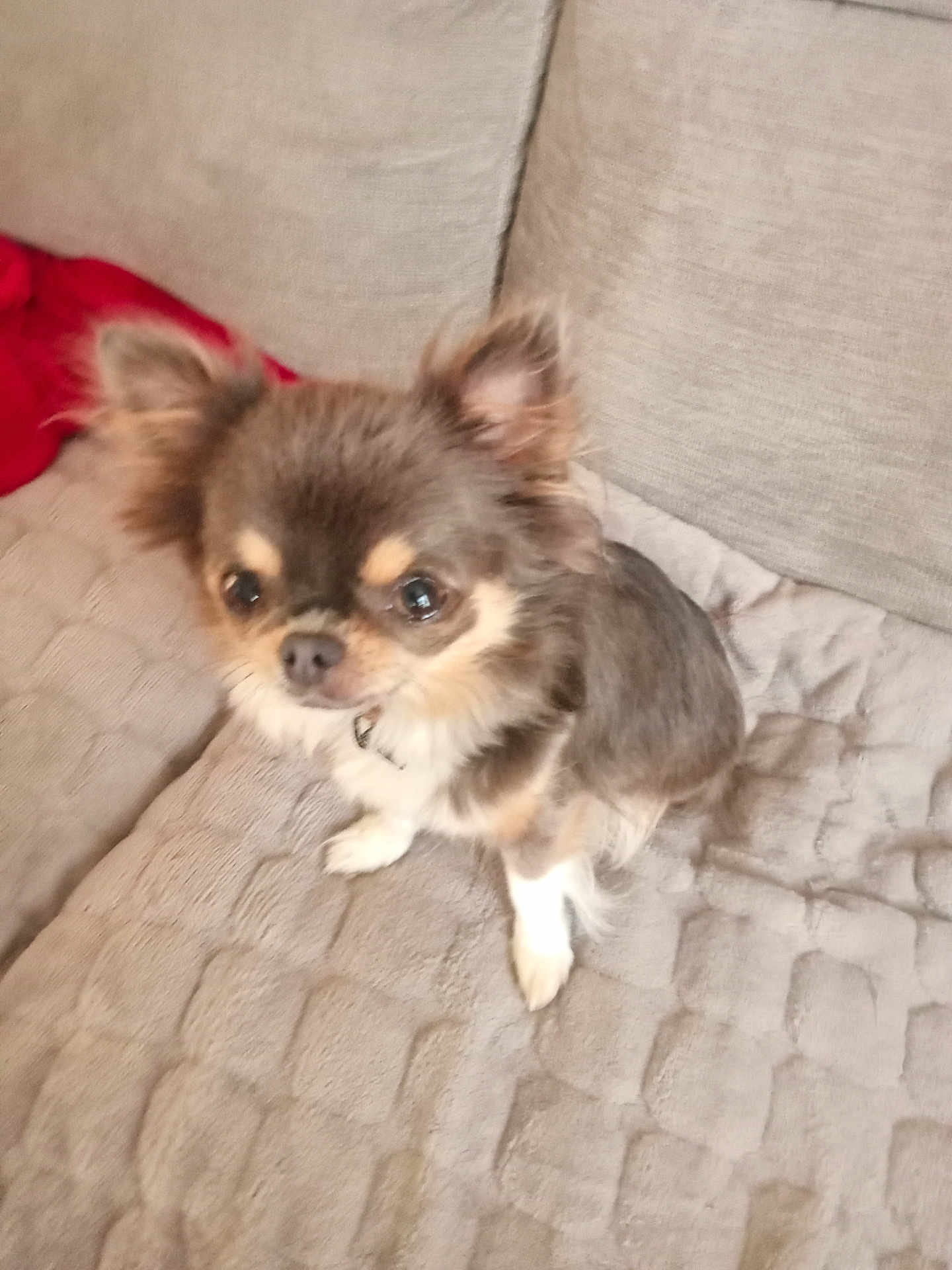 Sweetie a rejoint le concours — aidez-le/la à gagner de superbes lots ! dog, small_dog, chihuahua, pet, animal, fur, ears, eyes, blanket, couch, indoor, cozy, texture, brown_fur, white_paws, sitting, looking_up, red_cloth, home, companion