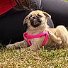 Mochi is registered to the contest to win money with this photo: dog, puppy, pink_harness, grass, outdoor, scratching, tongue_out, person, leggings, red_top, sitting, animal, pet, cute, small_dog, fur, nature, playful, relaxed, daylight