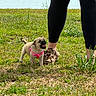 Mochi is registered to the contest to win money with this photo: puppy, dog, grass, person, legs, black_leggings, pink_harness, outdoor, nature, shoes, slippers, leopard_print, cute, small_dog, pet, animal, playful, happy, walking, sunny