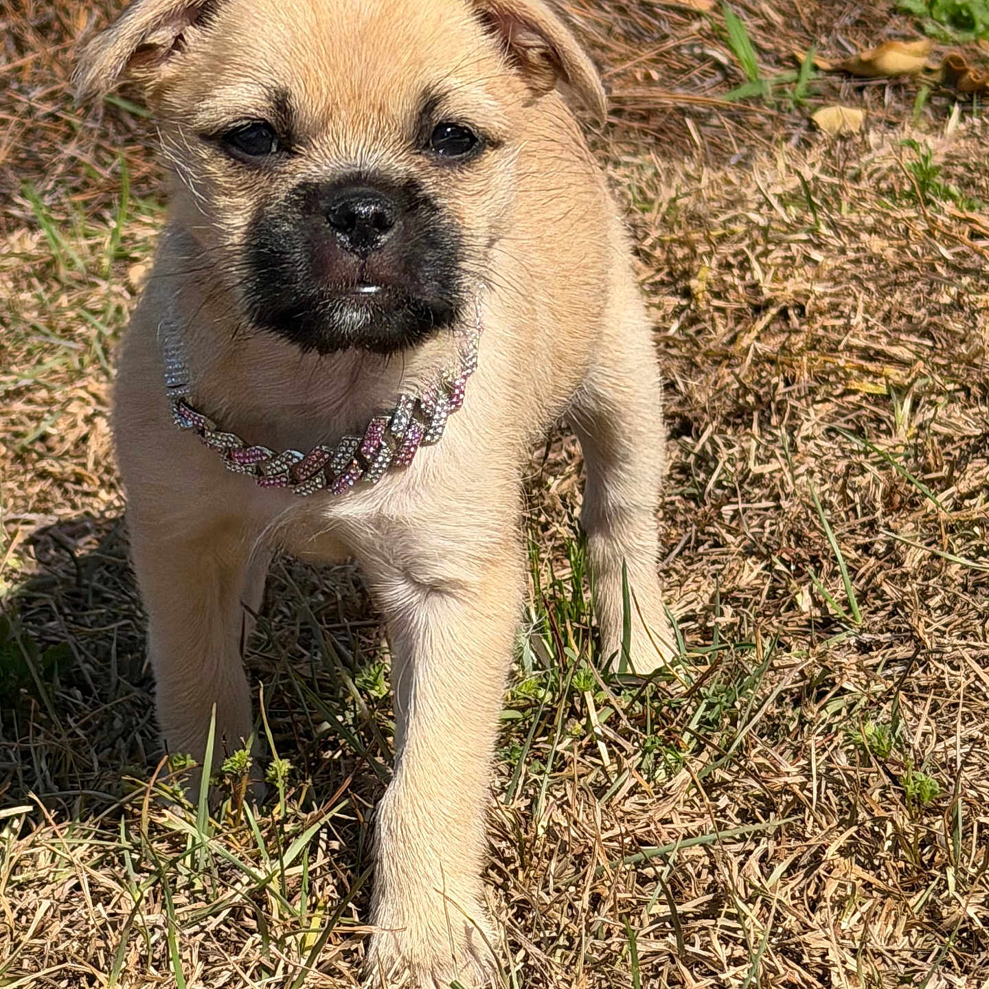 Mochi is registered to the contest to win money with this photo: puppy, dog, young_dog, grass, outdoor, collar, sunlight, nature, cute, pet, animal, walking, fur, small_dog, canine, daylight, grassland, portrait, adorable, closeup