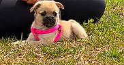 Mochi is registered to the contest to win money with this photo: puppy, dog, grass, pink_harness, hand, ring, black_pants, outdoor, sunlight, young_dog, cute, animal, pet, resting, nature, greenery, small_dog, fur, daylight, closeup