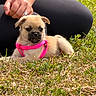 puppy, dog, grass, pink_harness, hand, ring, black_pants, outdoor, sunlight, young_dog, cute, animal, pet, resting, nature, greenery, small_dog, fur, daylight, closeup