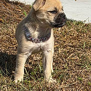 Mochi is registered to the contest to win money with this photo: puppy, dog, young_dog, collar, grass, outdoor, sunlight, pet, animal, cute, furry, small_dog, standing, nature, daylight, brown_fur, adorable, portrait, canine, domestic_animal