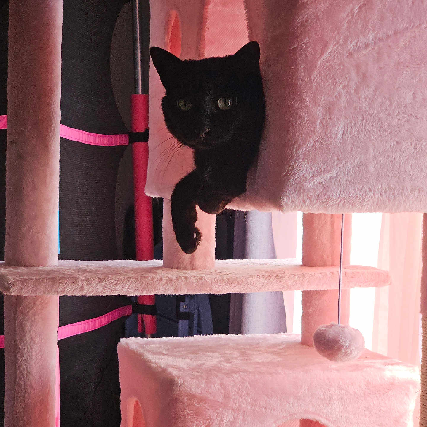 Lucy joined the competition — help win amazing prizes! cat, black_cat, cat_tree, pink, furniture, pet, indoor, cozy, paw, fur, window, curtain, toy, hanging_ball, relaxing, animal, cute, looking, sitting, home