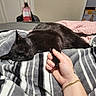 black_cat, sleeping_cat, hand_holding, striped_blanket, bedroom, pink_bedspread, gold_bracelet, tattoo, indoor, pet, cozy, relaxation, comfort, human_hand, animal, resting, domestic_cat, soft_texture, sleep, feline