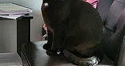 Lucy is registered to the contest to win money with this photo: black_cat, cat, pet, indoor, chair, leather_chair, bar_stool, pink_backpack, table, papers, home, carpet, furniture, animal, domestic_animal, looking_at_camera, sitting, wall, wooden_legs, light