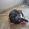 Lucy joined the competition — help win amazing prizes! black_cat, cat, box, carpet, indoor, pet, feline, relaxed, paw, green_eyes, cardboard, cord, power_strip, home, cozy, animal, laying, looking_up, small_space, domestic_cat