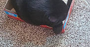 Lucy joined the competition — help win amazing prizes! animal, black_cat, cable, cardboard_box, carpet, cat, comfortable, compact, cozy, curled_up, cute, domestic_cat, feline, floor, fur, indoor, pet, resting, sleeping, small_box