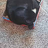 Lucy joined the competition — help win amazing prizes! cat, black_cat, cardboard_box, carpet, indoor, pet, sleeping, curled_up, cozy, fur, animal, small_box, cable, floor, resting, cute, domestic_cat, compact, feline, comfortable
