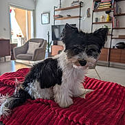 Vaya a rejoint le concours — aidez-le/la à gagner de superbes lots ! dog, puppy, black_and_white, fur, pet, blanket, red, living_room, chair, cushion, shelf, books, television, wooden_furniture, indoor, cozy, cute, small_dog, curious, floor