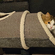 Chouquette participe au concours pour gagner de l'argent avec cette photo : cat, calico, pet, animal, feline, fur, cozy, scratch_tunnel, indoor, curious, peeking, cute, ears, whiskers, soft, resting, home, furniture, relaxed, cage