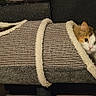 cat, calico, pet, animal, feline, fur, cozy, scratch_tunnel, indoor, curious, peeking, cute, ears, whiskers, soft, resting, home, furniture, relaxed, cage