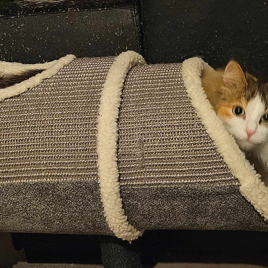 Chouquette