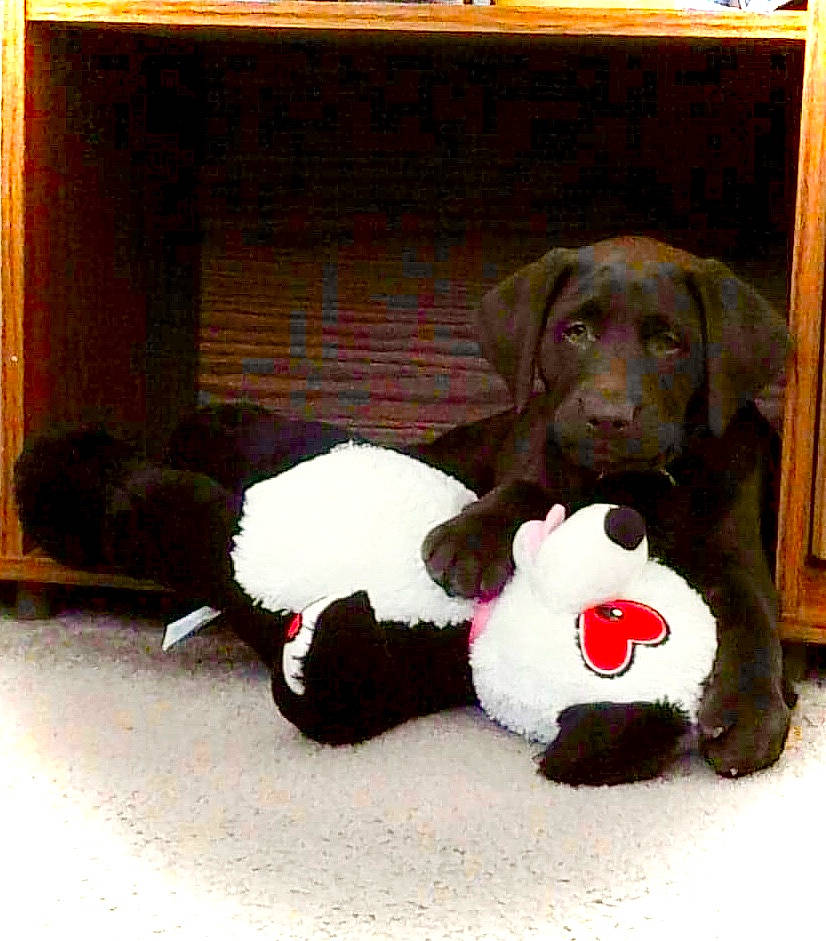 Charlotte is registered to the contest to win money with this photo: beagador, borador, canidae, carnivore, companion_dog, dog, dog_breed, flat_coated_retriever, labrador_retriever, mammal, pointing_breed, puppy, rare_breed_dog, retriever, sporting_group, vertebrate