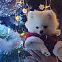 Malya a rejoint le concours — aidez-le/la à gagner de superbes lots ! puppy, dog, white_fur, holiday_outfit, christmas_tree, ornaments, lights, hand, festive, decorations, fluffy, cute, winter, celebration, indoor, closeup, pet, soft, adorable, warm