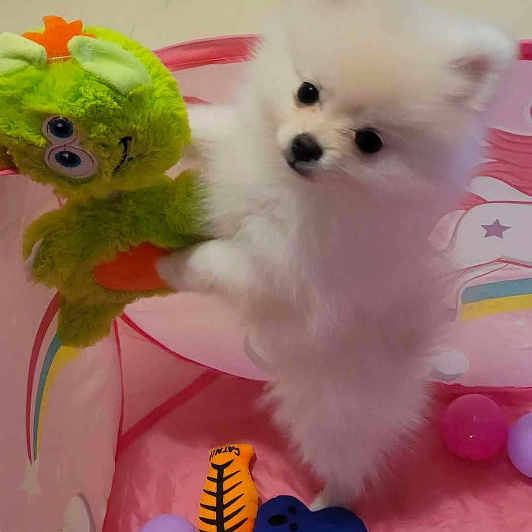 Malya a rejoint le concours — aidez-le/la à gagner de superbes lots ! adorable, animal, balls, closeup, colorful, cute, dog, fluffy, fun, green_plush, indoor, pet, pet_toys, pink_playpen, playful, puppy, small_dog, soft_toy, toy, white