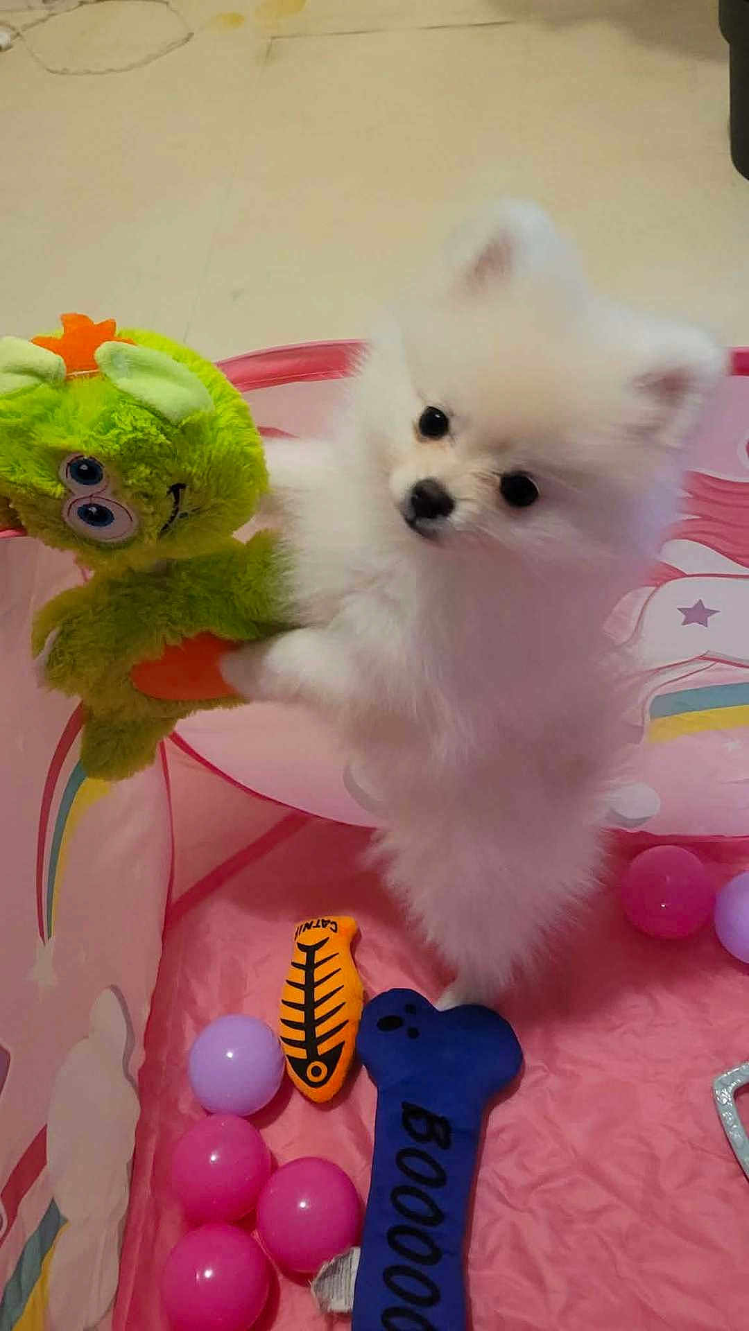 Malya a rejoint le concours — aidez-le/la à gagner de superbes lots ! puppy, dog, white, fluffy, toy, green_plush, pink_playpen, balls, indoor, pet, cute, small_dog, playful, animal, soft_toy, colorful, fun, pet_toys, closeup, adorable