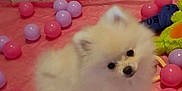 Malya participe au concours pour gagner de l'argent avec cette photo : dog, puppy, pomeranian, fluffy, pink, purple, plastic_balls, toy, unicorn, rainbow, background, cute, pet, indoor, small_dog, playful, animal, fur, face, ears